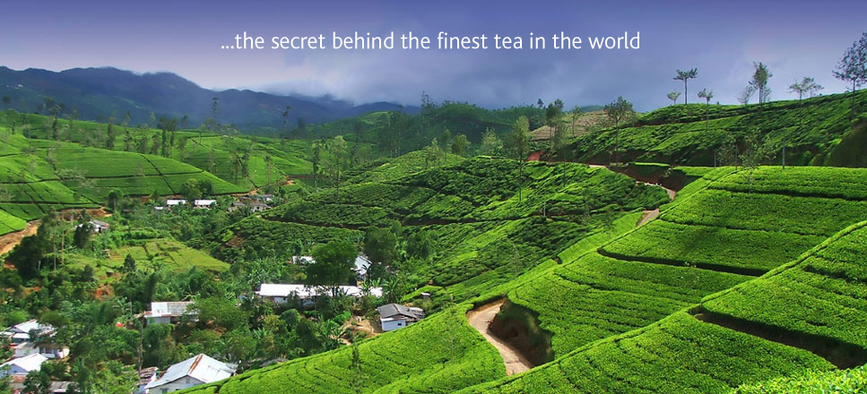 Travel Scenic Lanka