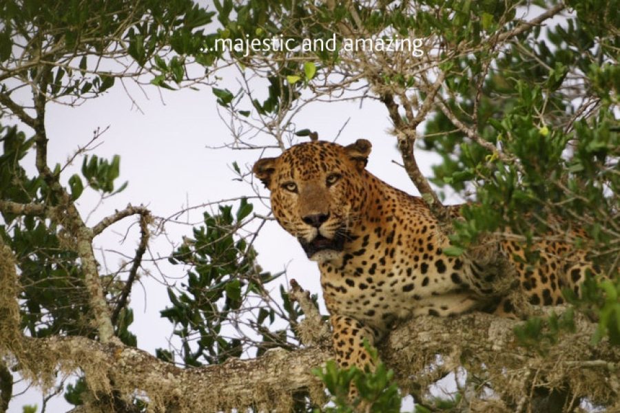 Yala Safari