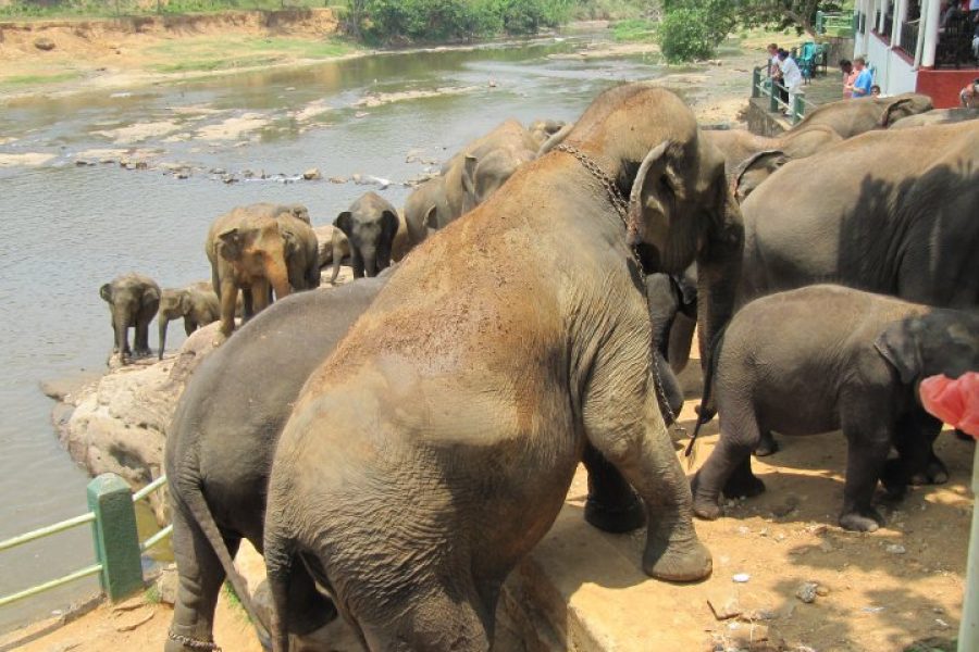 Visit Pinnawala Elephant Orphanage