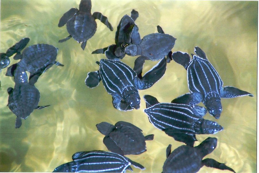 Visit a Turtle Hatchery