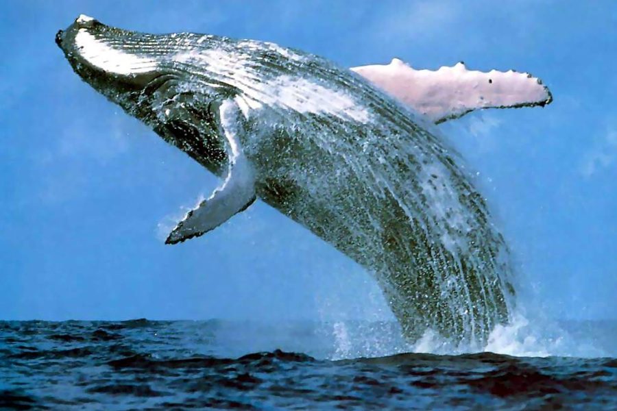 Whale Watching