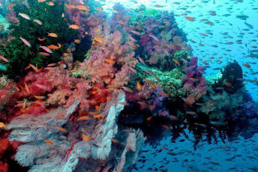 Coral Gardens – Hikkaduwa