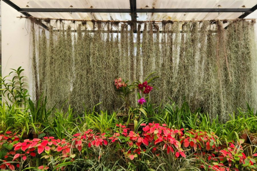 Visit  Royal Botanical Garden