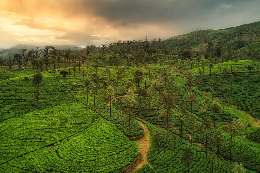 Visit a Tea Factory & Tea Garden