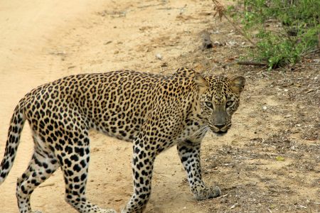 Sri Lanka named top destination for solo travellers in 2025
