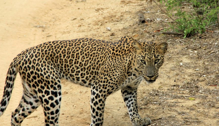 Sri Lanka named top destination for solo travellers in 2025